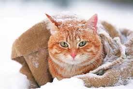The Lost Cat on a Winter's Night: A Warm Encounter